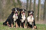BOUVIER D'APPENZELL 045